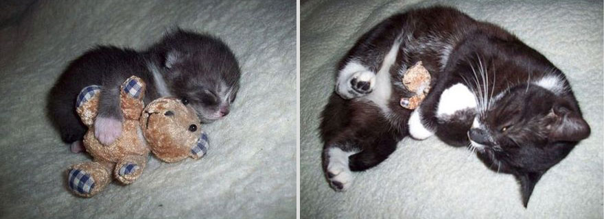 These 22 Before And After Photos Of Pets Are The Cutest Thing You'll Seen Today, I Promise These 22 Before And After Photos Of Pets Are The Cutest Thing You'll Seen Today, I Promise