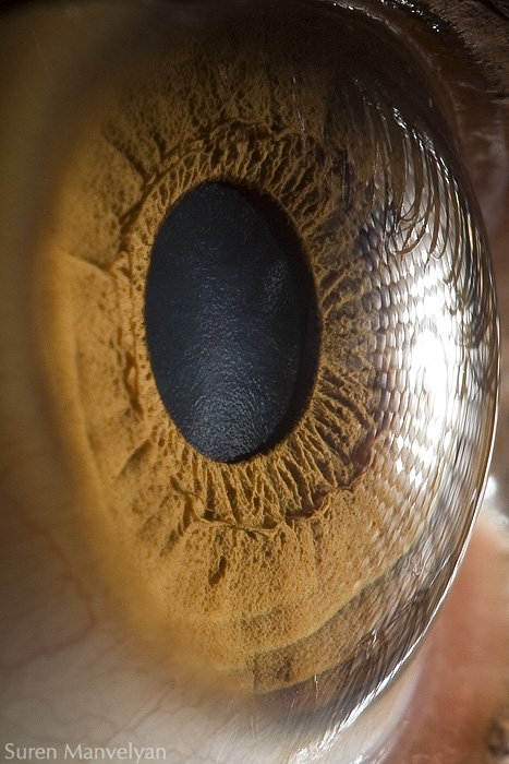 These 13 Fascinating Close-Ups Of The Human Eye Will Mesmerize You