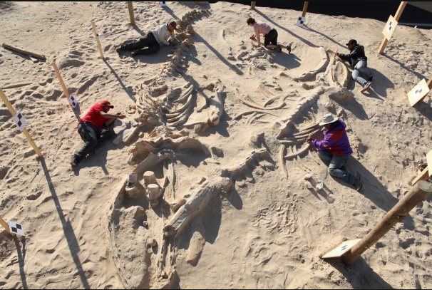 An Ancient Whale Graveyard Near Chile