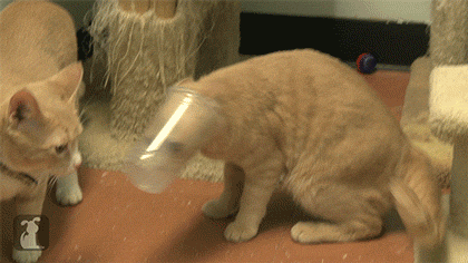 11 Of The Funniest Cats Ever.