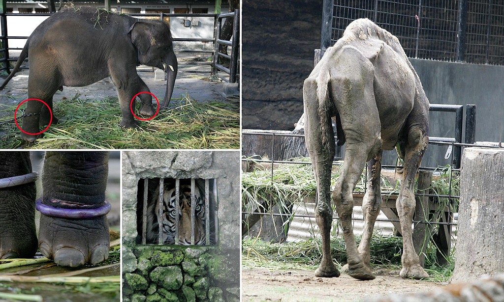 The Surabaya Zoo Is Known As The Zoo Of Death