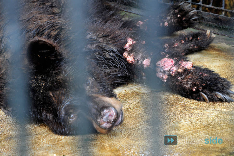 The Surabaya Zoo Is Known As The Zoo Of Death