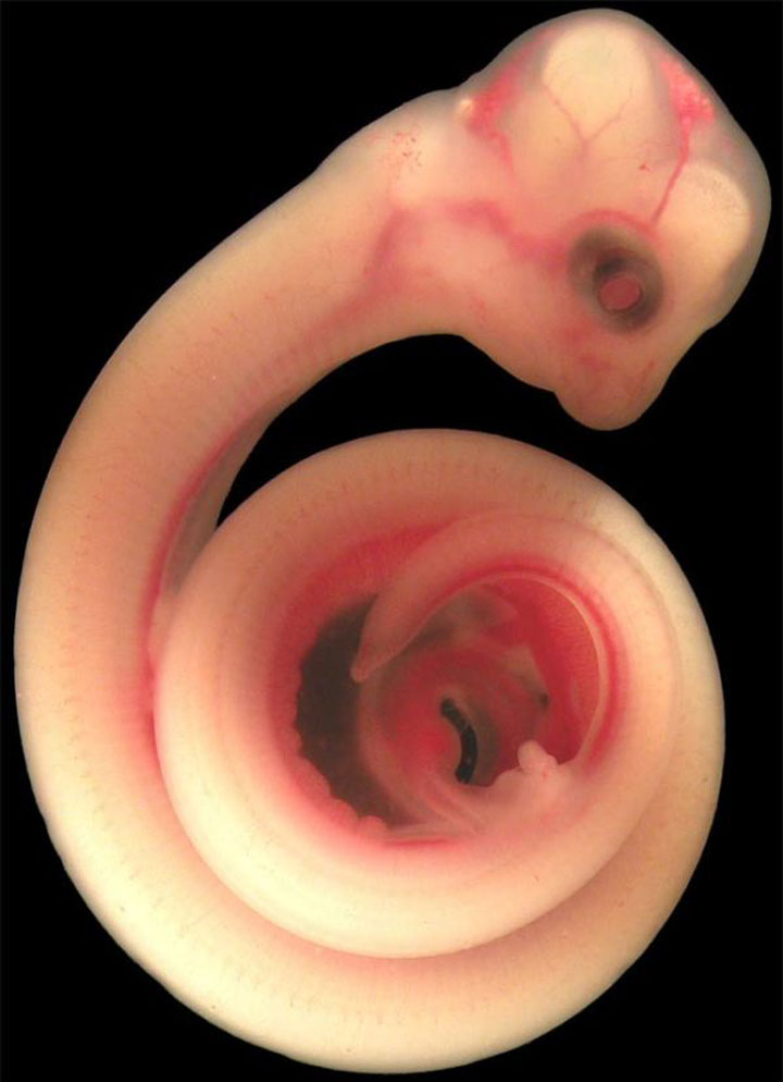 Pictures Of Unborn Animals In The Womb