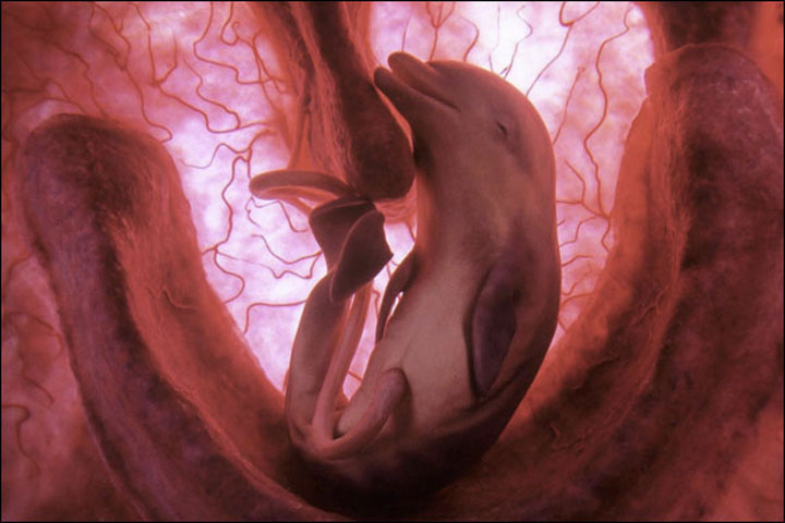Here Are 11 Stunning Pictures Of Unborn Animals In The Womb.