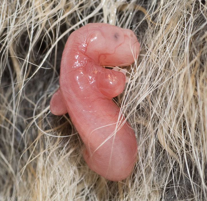 Pictures Of Unborn Animals In The Womb.