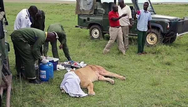This Lion Was Attacked And Left To Die. I Still Can’t Believe What Happened After That.
