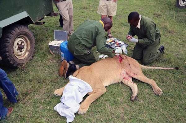 This Lion Was Attacked And Left To Die. I Still Can’t Believe What Happened After That.