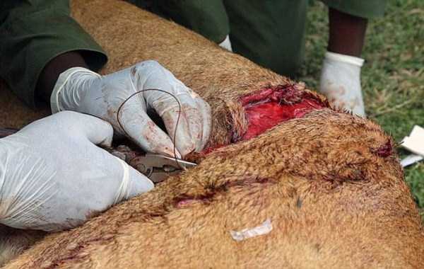 This Lion Was Attacked And Left To Die. I Still Can’t Believe What Happened After That.