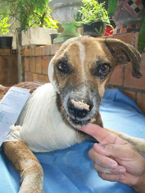 This Dog Was Literally Being Eaten Alive When He Was Found. This Made