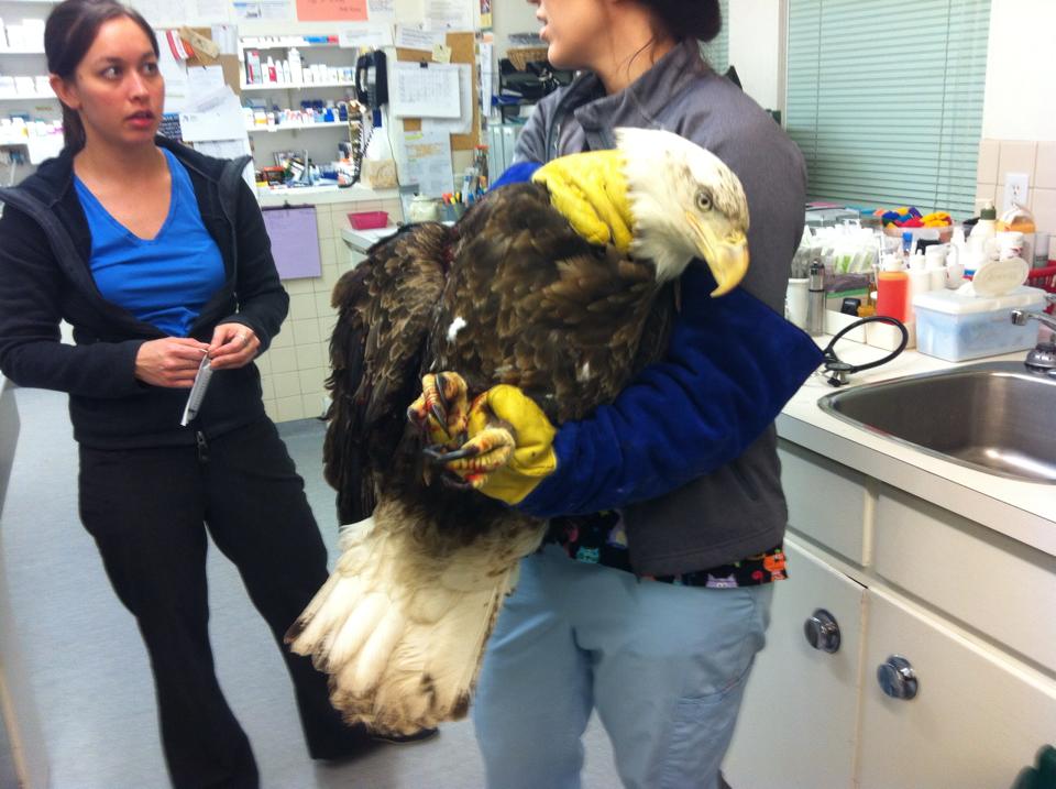 Vets Help A Lot Of Different Types Of Animals. But They Never Expected