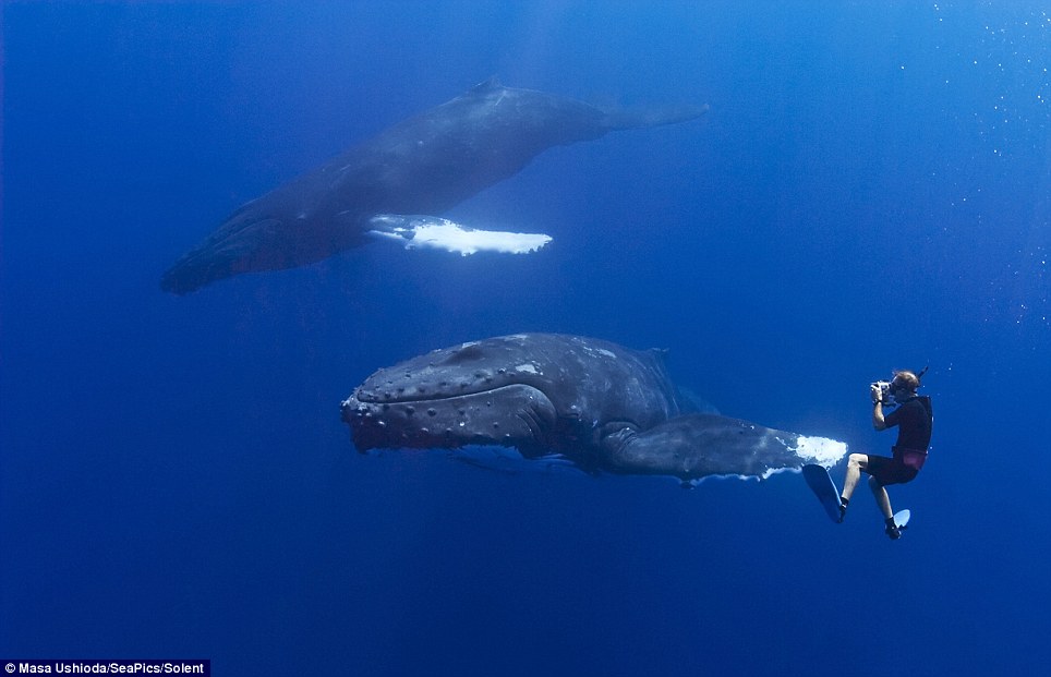 Swimming This Close To A 52 Foot Whale Is Crazy Enough. What The Whale ...